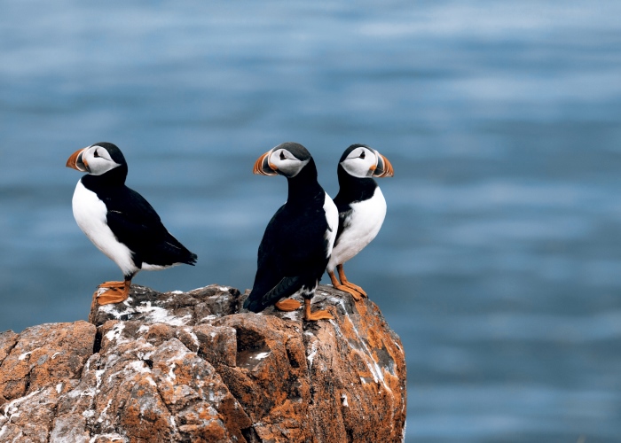 Sea Birds Being Harmed by Plastic